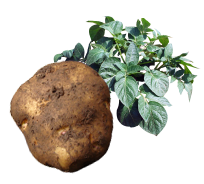 じゃがいも収穫の農業体験イメージ