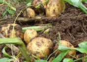 お日様の恵みをたっぷり受けて育ったじゃがいも「きたあかり」。