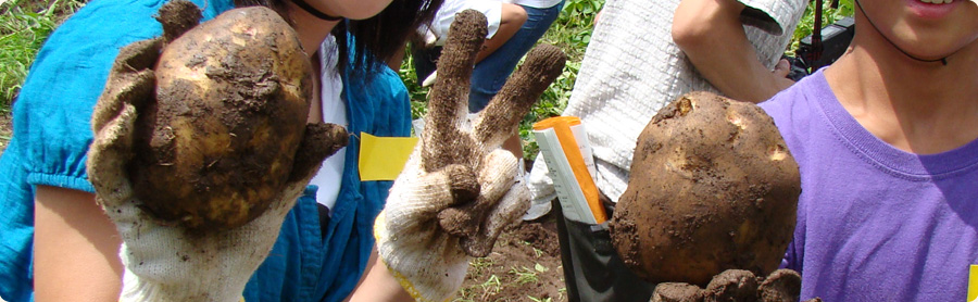 耕福館（こうふくかん）で収穫したじゃがいも（栽培した畑にて）今年も豊作です！